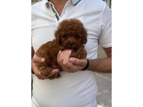 Sağlık ve ırk garantili kore poodle