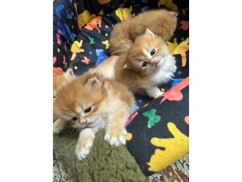 Golden british longhair