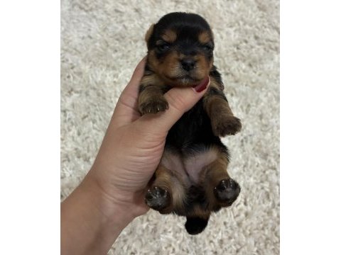 A kalite anne altından yorkshire terrier