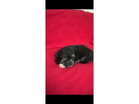 Teslime hazır yavru köpekler