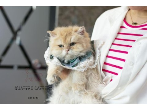 Garfield dişi kedimiz