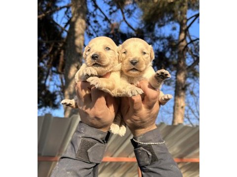 En iyi golden retriever dostuna kavuş