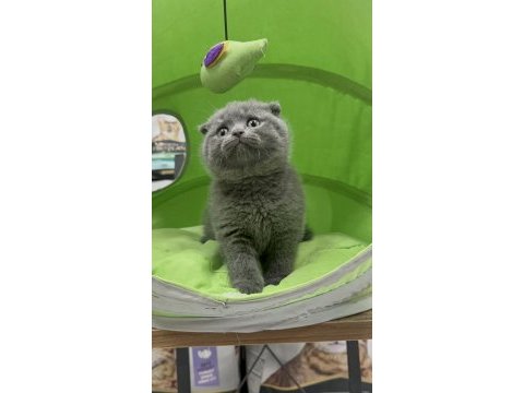 Scottish fold dişi yavrumuz