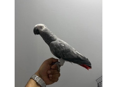 Full evcil konuşan jako