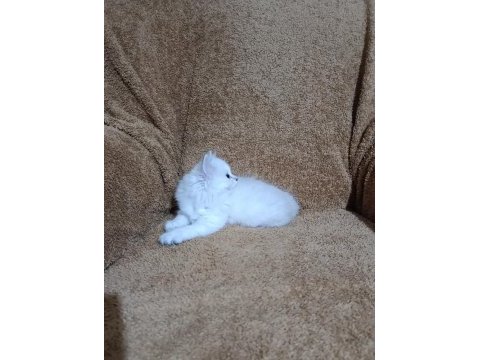 British longhair silverpoint kızımız
