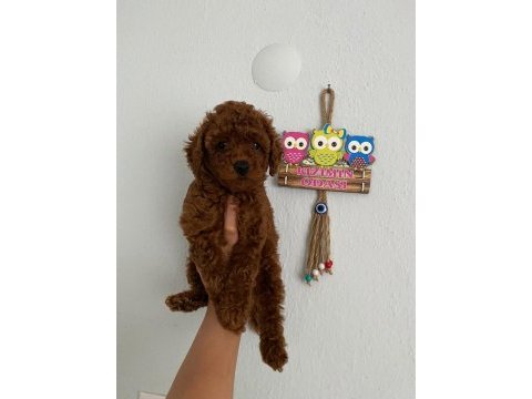 Red brown poodle yavrularim orijinal
