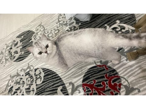 Oyuncul eğlenceli çocuk arkadaşı british shorthair