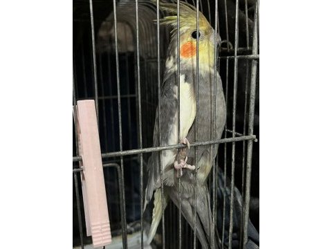 Çift damızlık sultan papağanları