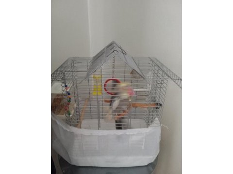 Sultan papağanı full evcil