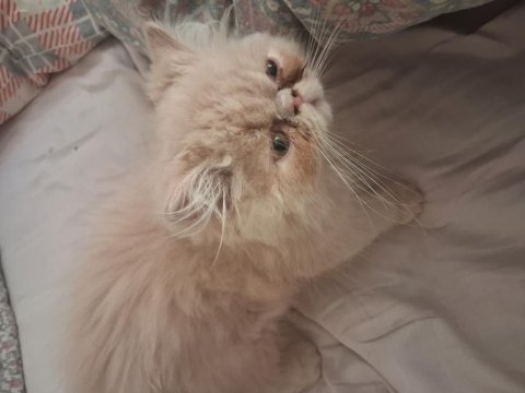 2 aylık persian iran kedimiz
