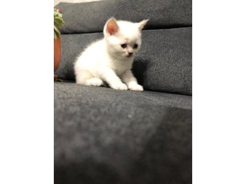 11 mart doğumlu scottish fold yeni ailelerimizi arıyoruz