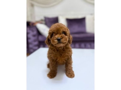 Baby face toy poodle yavrumuz