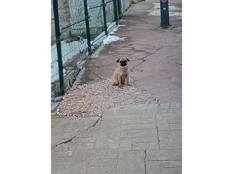Pug dişi kızana yakın sahiplenecektir.
