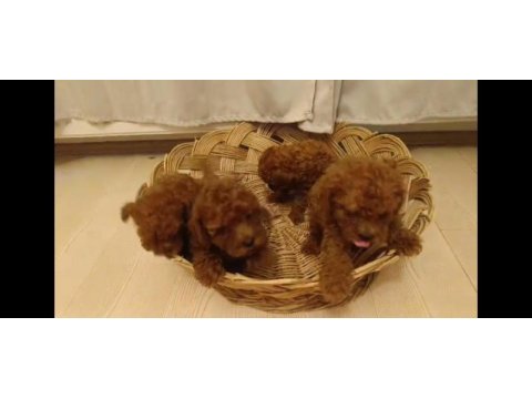 Red brown toy poodle bebekler yeni yuvalarını bekliyorlar