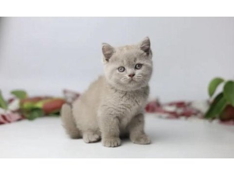 Brıtısh shorthair a kalite yavrularım 