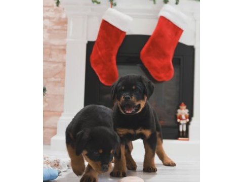 Rottweiler bebekler sağlık ve ırk garantili teslim