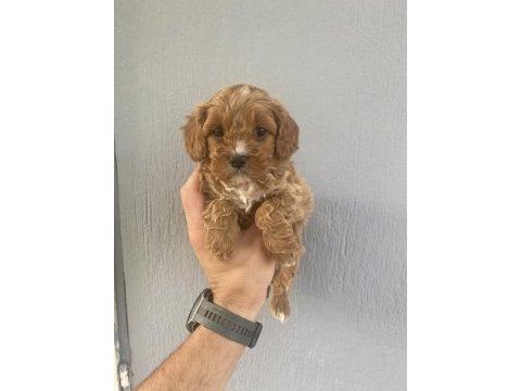 Dünya tatlısı maltipoo bebeklerim