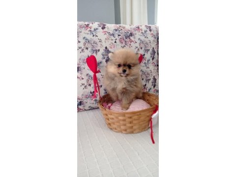 Dünyalar güzeli pomeranian bo dişi yavru