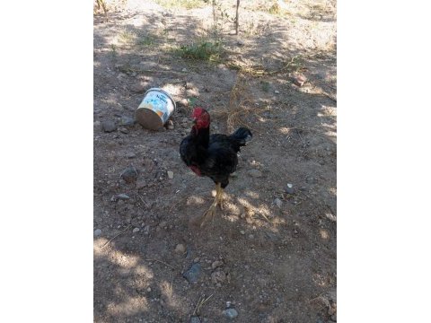 Benim güzel horozum