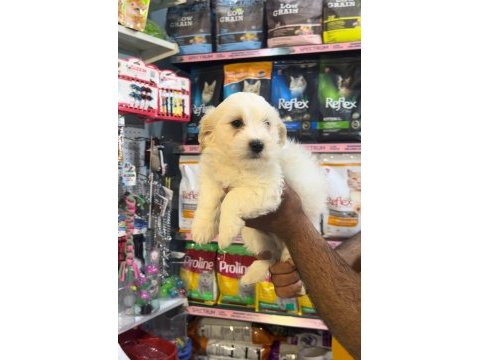 2 aylık erkek terrier aşıları yapıldı