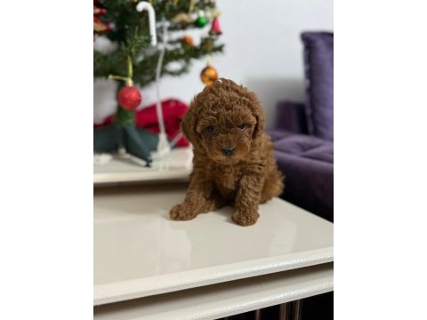 Mükemmel toy poodle dişi yavrumuz yeni ailesini aramakta