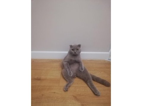 Yetişkin erkek british shorthair