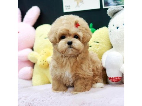 Antialerjik teacup maltıpoo bebeklerimiz