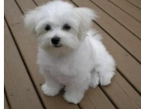 Shih tzu köpeği yavruları