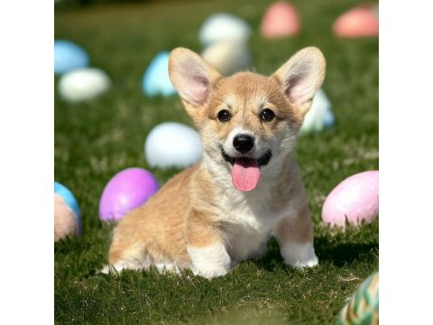 Türkiyede tek welsh corgi