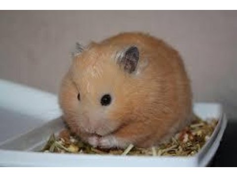 Çok şirin suriye hamster yavrular adana