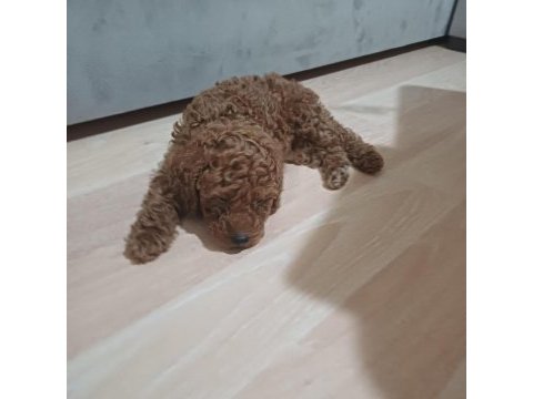 Oyuncu toy poodle