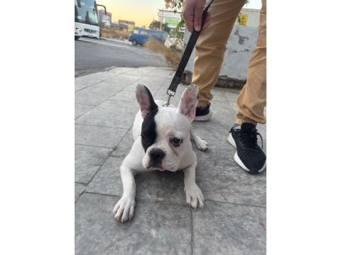 French bulldog yavrular ırk sağlık garantili
