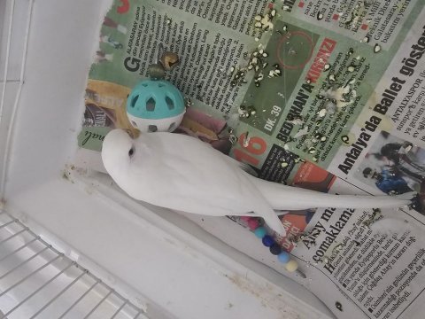 Albino siyah göz dişi kızgın muhabbet kuşu