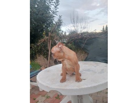 Asılı karneli french bulldog
