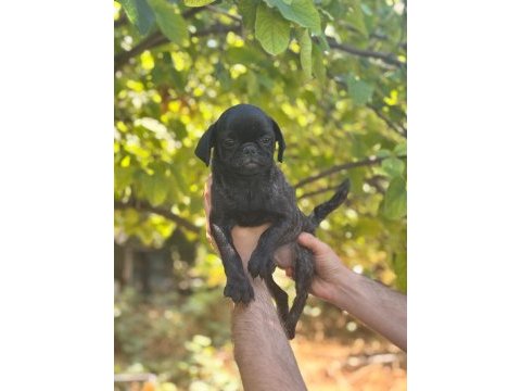 Egzotik dişi brindle pug yavrusu