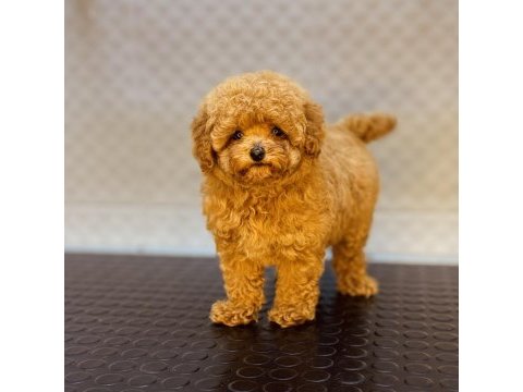 Dişi ve erkek toy garantili poodle yavrularımız