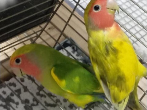 2 takım sevda papağanı