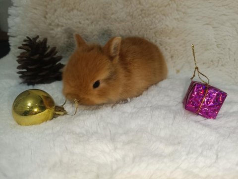 Cüce bebekler ve hollanda cüce bebek tavşanlar