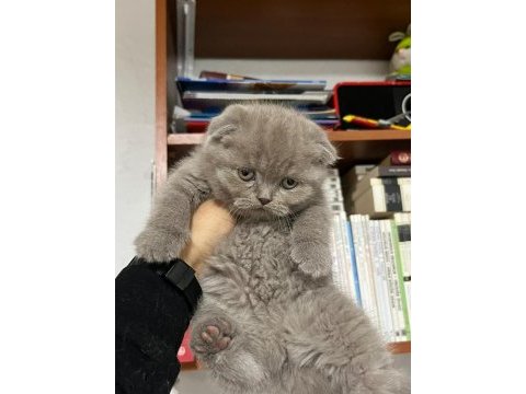 Scottish fold yavrularımız