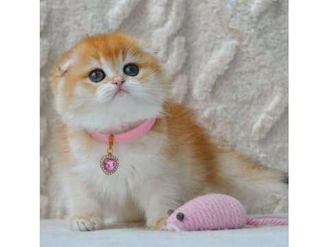 Şampiyon soyundan ny12 scottish fold shorthair