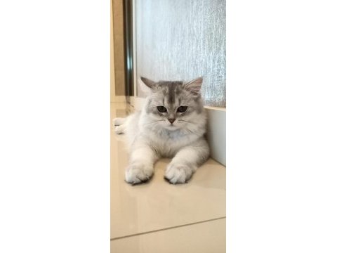 1.5 yaşında safkan british longhair - tamamen ücretsiz