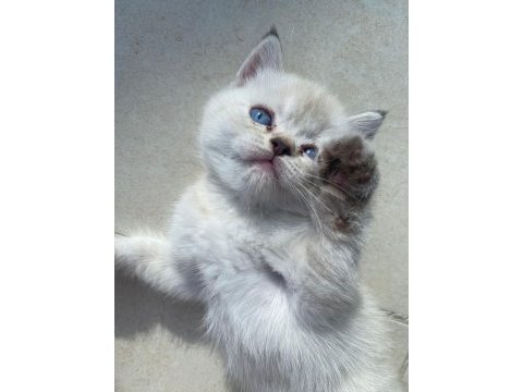 3 aylık blue point british shorthair inci tanemiz