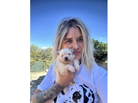 Pomeranian yavruları
