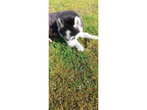 Husky sibirya kurdu