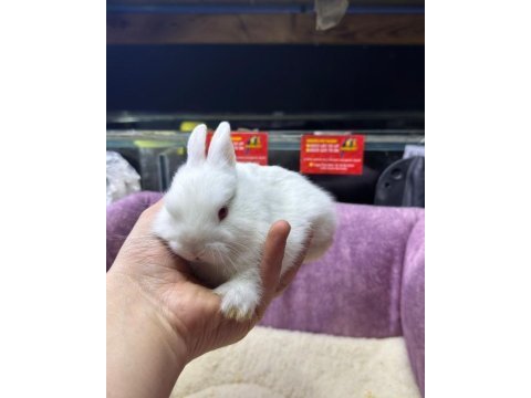 Cüce tavşanlar netherland dwarf yavrularımız