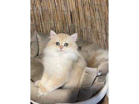 Anne baba şecereli ny12 british longhair dişi