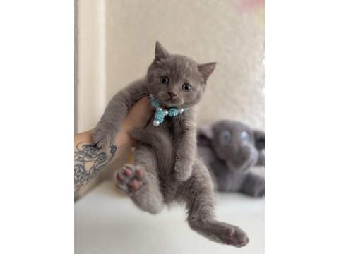 British shorthair lilac rengi