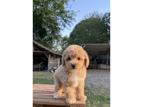 Sütlü kahveli maltipoo oğlumuz
