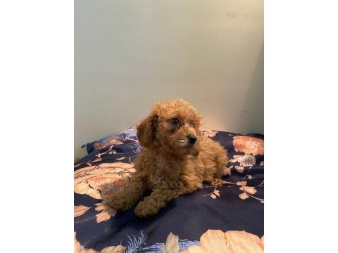 Toy poodle dişi