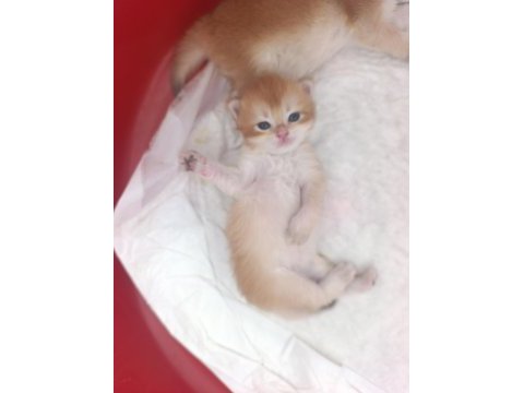 Güzel golden bebek kediler